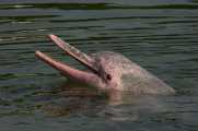 El-delfin-rosado-del-Amazonas-El-delfin-mas-romantico-2