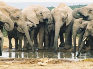 elefantes-bebiendo-agua